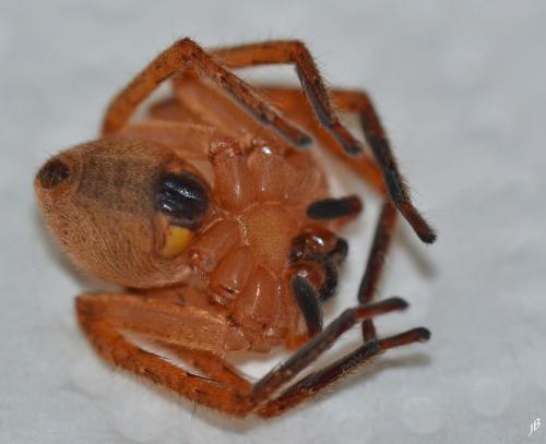 Olios argelasius